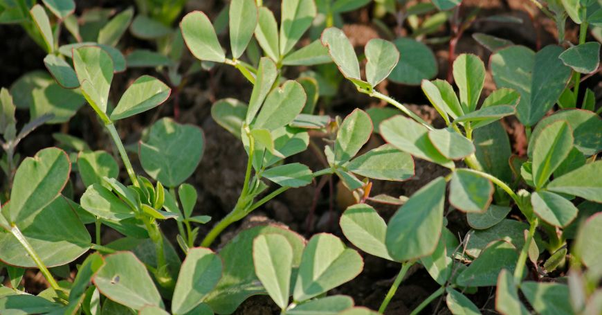 plante de fenugrec
